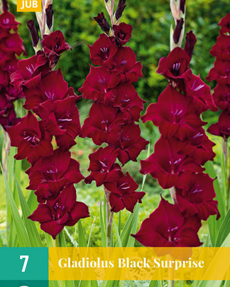 X   7 GLADIOLUS BLACK SURPRISE 12/14