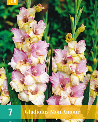 X   7 GLADIOLUS MON AMOUR 12/14