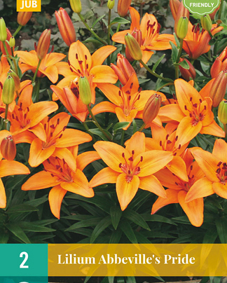 X 2 LILIUM ABBEVILLES PRIDE 14/16