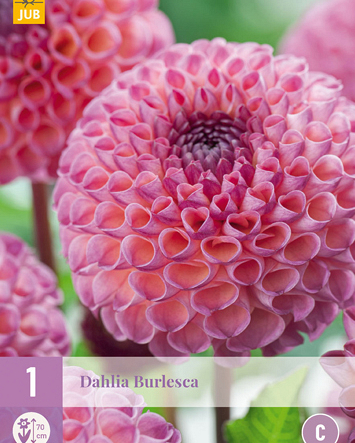 X 1 DAHLIA BURLESCA I