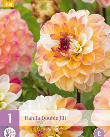 X 1 DAHLIA DOUBLE JILL I