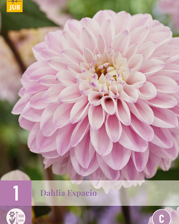 X 1 DAHLIA ESPACIO I