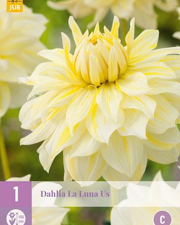 X 1 DAHLIA LA LUNA US I