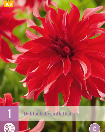 X 1 DAHLIA LABYRINTH RED I