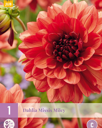 X 1 DAHLIA MISSIS MILEY I