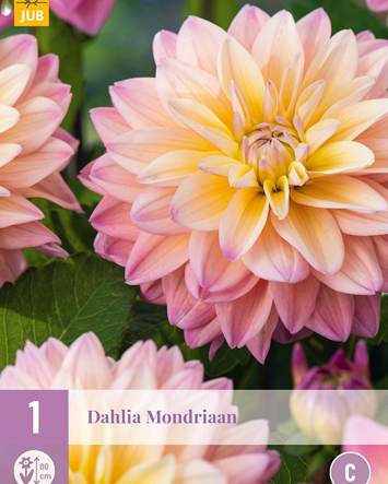 X 1 DAHLIA MONDRIAAN I