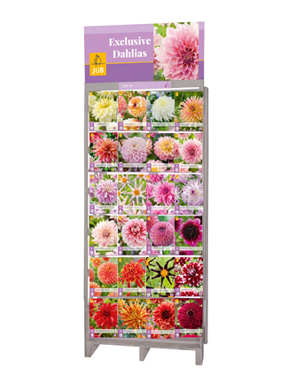 DISPLAY EXCLUSIEVE DAHLIAS (24 x 5) I