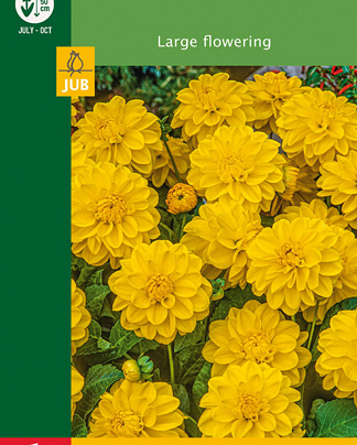 X 1 DAHLIA DECORATIVE BORDER YELLOW I