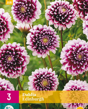 X 3 DAHLIA EDINBURGH I