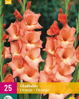 X 25 GLADIOLUS ORANGE 12/14