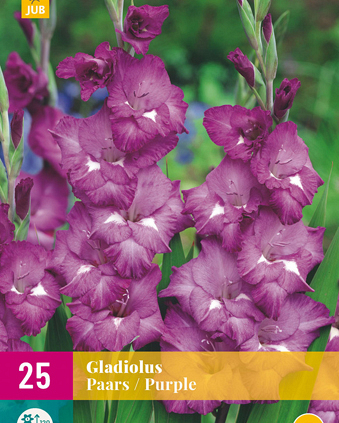 X 25 GLADIOLUS PURPLE 12/14