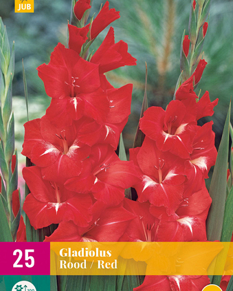 X 25 GLADIOLUS RED 12/14