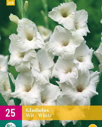 X 25 GLADIOLUS WHITE 12/14