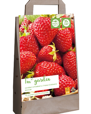 X 1 GARDEN BAG 10 FRAGARIA / AARDBEIENPLANTEN MAXIM I