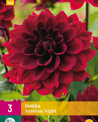 X 3 DAHLIA ARABIAN NIGHT I