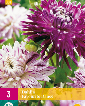 X 3 DAHLIA FAVOURITE DANCE I