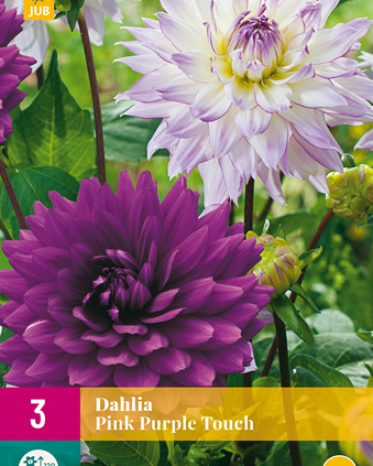 X 3 DAHLIA PINK PURPLE TOUCH I