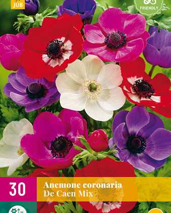 X 30 ANEMONE DE CAEN MIX   5/6