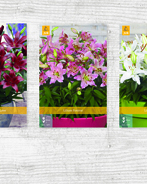 X  100 LILIUM AZIATISCH VOOR POT 14/16