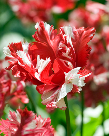 X 100 TULIPA ESTELLA RIJNVELD 10/11