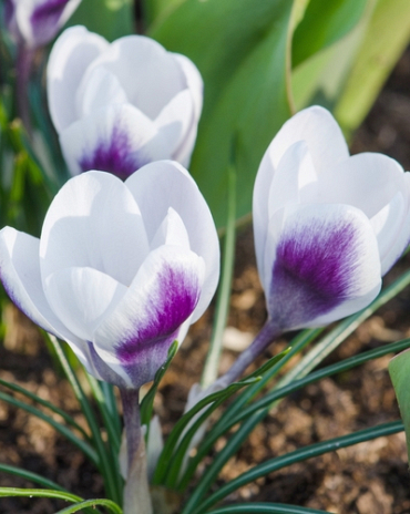 X 250 CROCUS SPECIE PRINS CLAUS 5/+