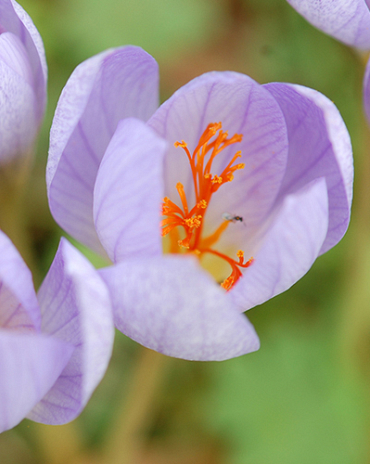 X 100 CROCUS SPECIOSUS CONQUEROR 5/+