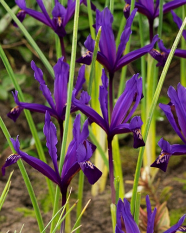 X 100 IRIS RETICULATA PAULINE 6/+