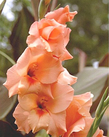 X 100 GLADIOLUS PETER PEARS 12/14