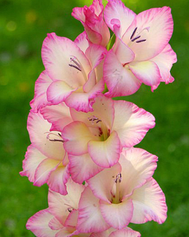 X 100 GLADIOLUS PRISCILLA 12/14