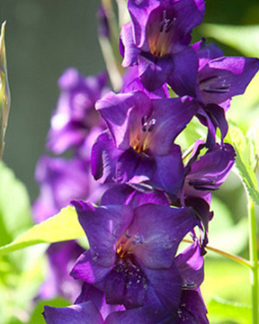 X 100 GLADIOLUS PURPLE FLORA 12/14