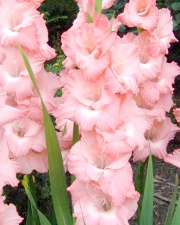 X 100 GLADIOLUS ROSE SUPREME 12/14