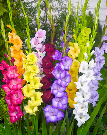 X 100 GLADIOLUS GROOTBLOEMIG MIX 12/14