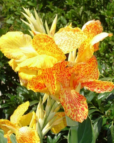 X 25 CANNA PICASSO I