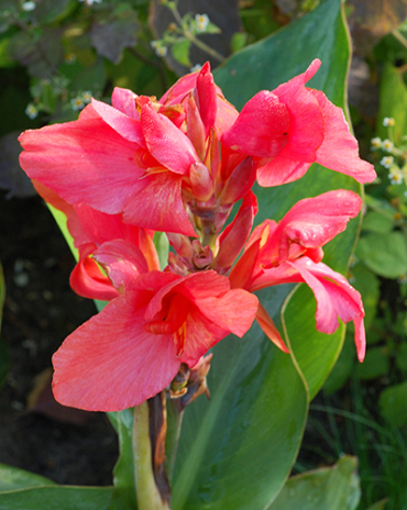 X 25 CANNA PINK FUTURITY I