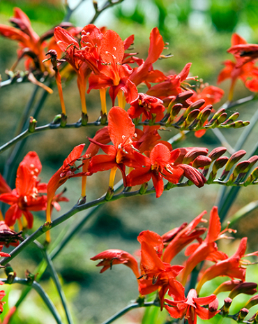 X 100 CROCOSMIA LUCIFER 10/+