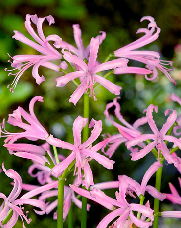 X 25 NERINE BOWDENII 12/14