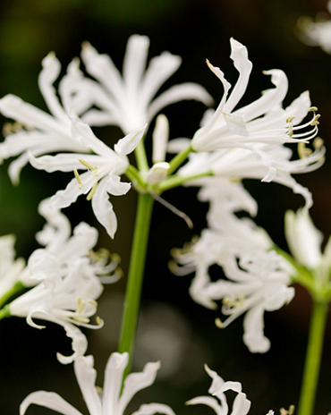 X 25 NERINE BOWDENII ALBA 12/+