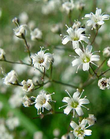 X 25 GYPSOPHILA PANICULATA  I