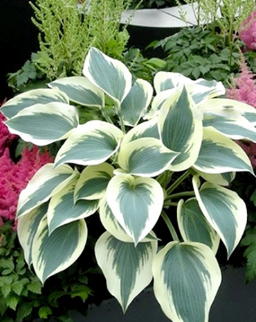 X 25 HOSTA BLUE IVORY I