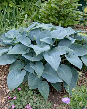 X 25 HOSTA TARDIANA HALCYON I