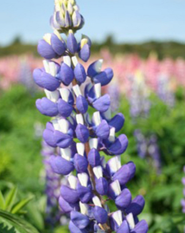 X 25 LUPINUS BLAUW I