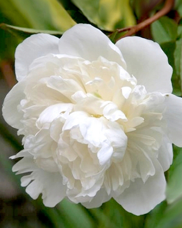 X 25 PAEONIA DUCHESSE DE NEMOURS 2/3