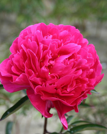 X 25 PAEONIA KARL ROSENFIELD 2/3