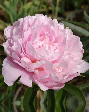 X 25 PAEONIA SARAH BERNHARDT 2/3