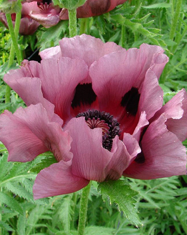 X 25 PAPAVER PATTYS PLUM I