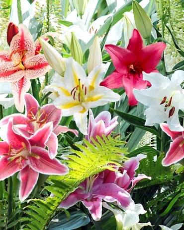 X 50 LILIUM ORIENTAL MIX 14/16