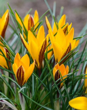 X 100 CROCUS ANGUSTIFOLIUS 5/+