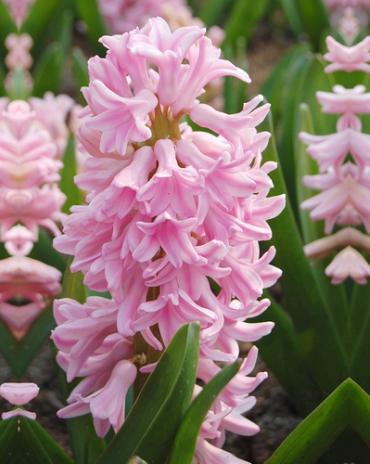 X   50 HYACINTHUS PINK SURPRISE 17/18