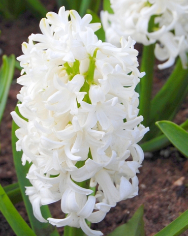 X   50 HYACINTHUS WHITE PEARL 15/16