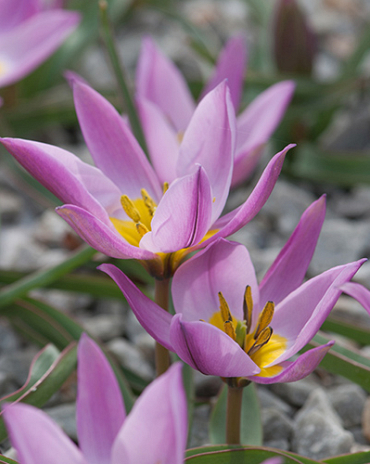 X 100 TULIPA PULCHELLA HUMILIS 6/+